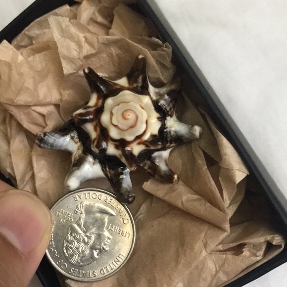 Authentic sea shell ring - Picture 10 of 10